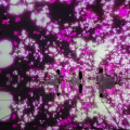 半數以上到訪東京豐洲teamLab Planets的遊客來自海外。從3月開始，櫻花將在整個空間綻放，與藝術作品交相輝映，僅在春季呈現