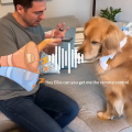硅谷寵物共情AI公司Traini獲千萬天使輪融資，打造理解寵物心理的應用 | 36氪首發