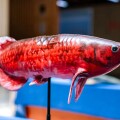 這條智能軟體仿生觀賞魚可以在水族館、公園「以假亂真」