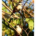 年輕人爭相入「鳥門」，整頓「小眾愛好」