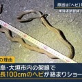 一條蛇令日本新幹線列車停駛  蛇纏繞高壓電線引致停電